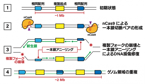 遺伝子重複を誘導するゲノム編集技術を開発 | 研究成果 | 九州大学